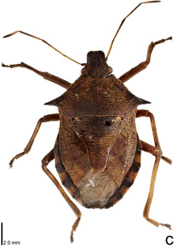 Picromerus bidens (10.3897-BDJ.11.e105293) Figure 1c.jpg &copy; Christian Ferrer