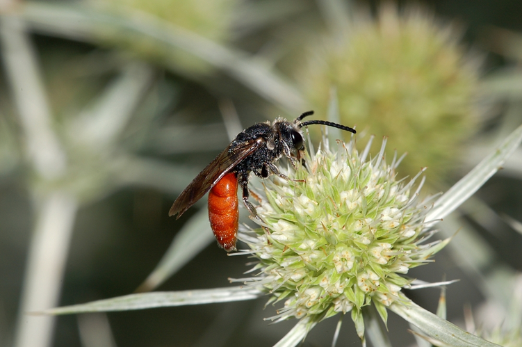 Sphecodes albilabris fg02.jpg &copy; Dysmachus