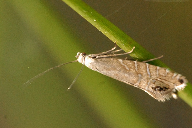 Glyphipterix.thrasonella.-.lindsey.jpg &copy; File Upload Bot (Sarefo)