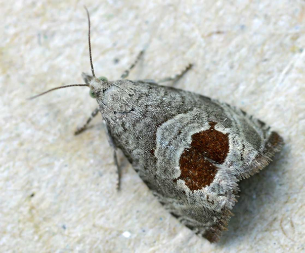 Epiblema uddmanniana01.jpg &copy; Jeffdelonge