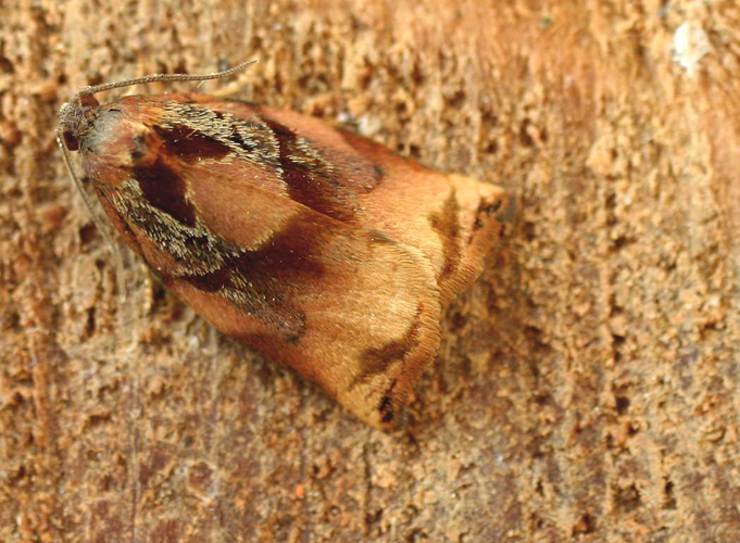 Archips podana01.jpg &copy; Jeffdelonge