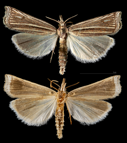 (MHNT) Ancylolomia tentaculella - St Foy d'Aigrefeuille (France) - male.jpg &copy; Archaeodontosaurus