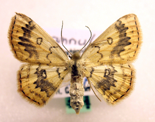 Cyclophora annularia.jpg &copy; Lymantria