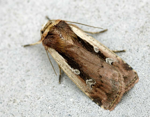 Ochropleura plecta01.jpg &copy; Jeffdelonge