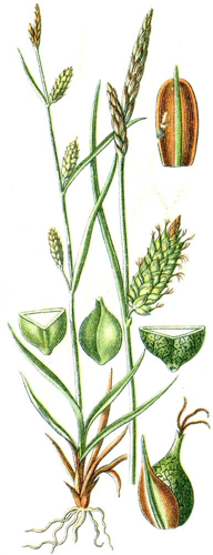 Carex punctata.jpg © Johann Georg Sturm