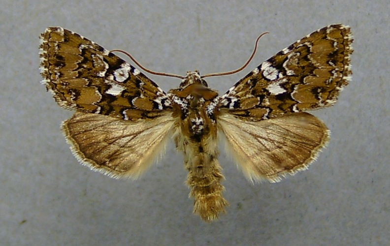 Hadena albimacula.jpg &copy; Dumi