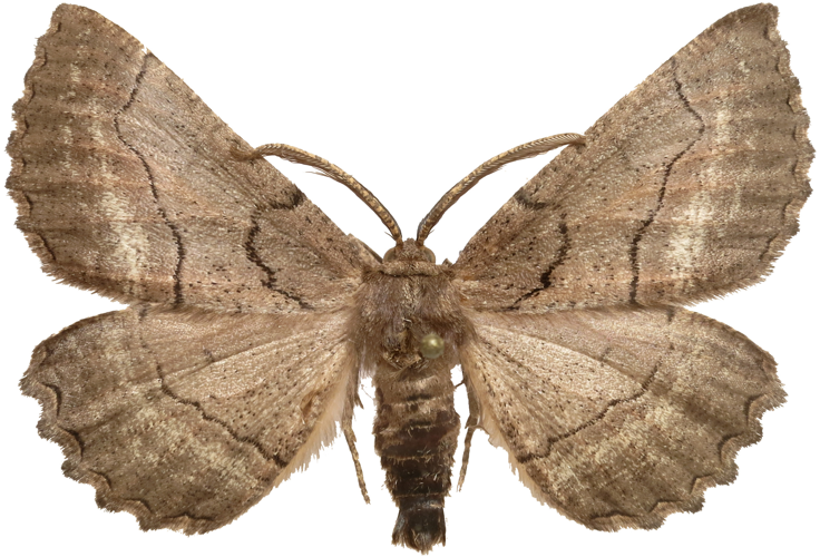 Nychiodes obscuraria male.jpg &copy; Lsadonkey