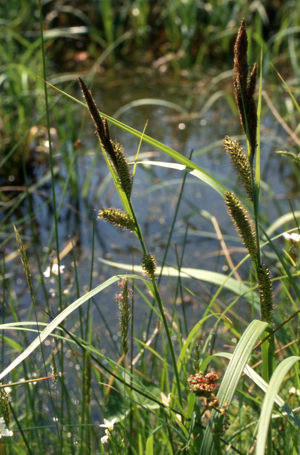 CarexRiparia1.jpg © Christian Fischer