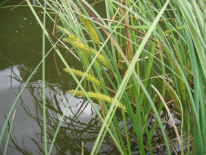 Carex rostrata.jpeg © Kristian Peters -- Fabelfroh 16:01, 13 July 2006 (UTC)
