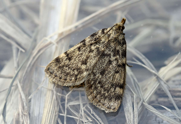 Aglossa pinguinalis (2010-07-01) 02.jpg &copy; Tados