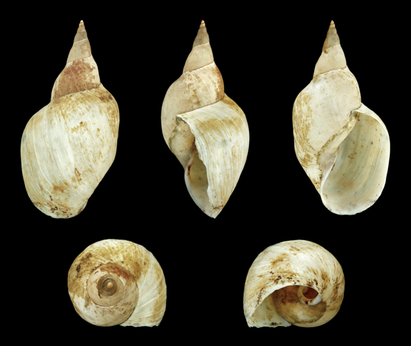 Lymnaea stagnalis 01.JPG &copy; Llez