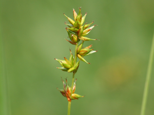 Carex spicata.jpeg © Kristian Peters -- Fabelfroh 06:33, 2 July 2007 (UTC)