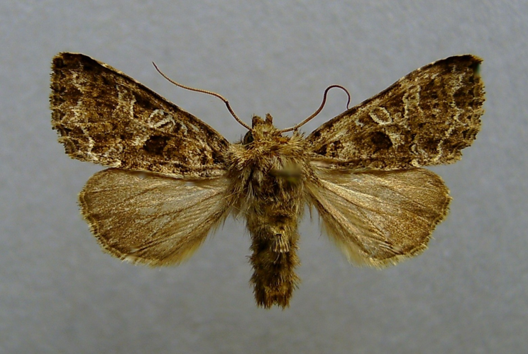 Hadena bicruris.jpg &copy; Dumi