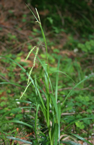 Carex sylvatica.jpg © Franz Xaver
