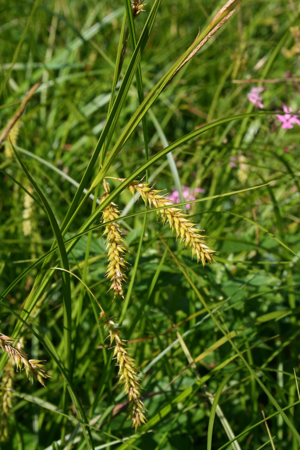 Carex vesicaria 1.jpg © Franz Xaver
