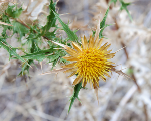 Carlina corymbosa Corse.jpg © Myrabella