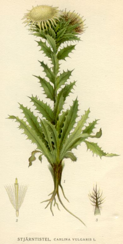 Carlina vulgaris.jpg © Commons