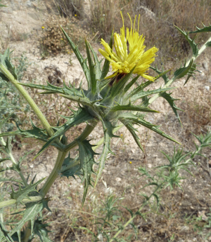 C. lanatus-3.JPG © Philmarin