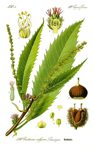 Illustration Castanea sativa0 clean.jpg © User:Kilom691