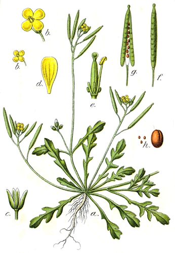 Diplotaxis viminea Sturm34.jpg &copy; Finavon