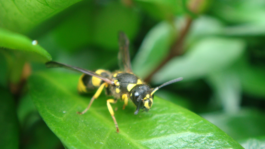 European tube wasp (Ancistrocerus gazella) on leaf.JPG &copy; Richard001