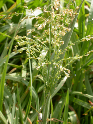 Catabrosa aquatica (3887144016).jpg © Matt Lavin from Bozeman, Montana, USA