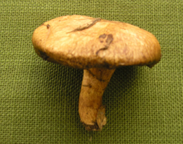 Suillus tridentinus.jpg &copy; Marco Plassio