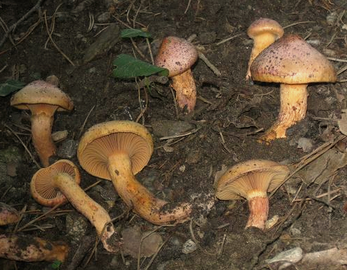 Chroogomphus helveticus 71400 crop.jpg &copy; Ak ccm