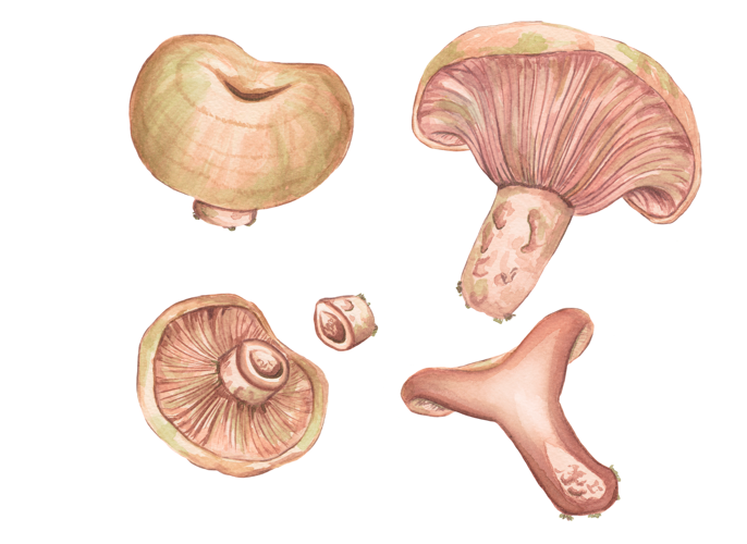Lactarius sanguifluus (il·lustració científica).png &copy; Karuchan87