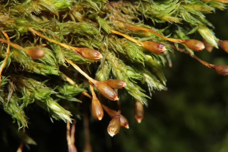 Ulota coarctata (a, 135714-474438) 7768.JPG &copy; HermannSchachner