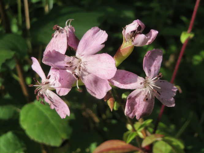 20160822Saponaria officinalis1.jpg &copy; AnRo0002