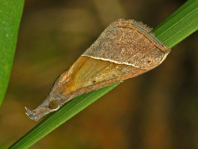 Erebidae - Hypena (Hypena) lividalis.jpg &copy; Hectonichus