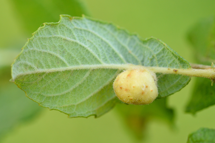 Eupontania pedunculi 2928M.jpg &copy; GillesSM
