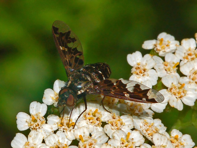 Bombyliidae - Exoprosopa jacchus.JPG &copy; Hectonichus