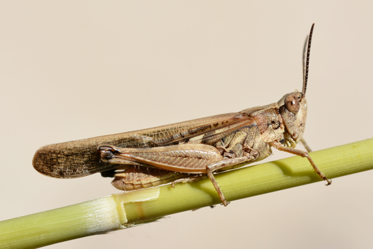 Aiolopus puissanti male (22286102696).jpg &copy; Josve05a