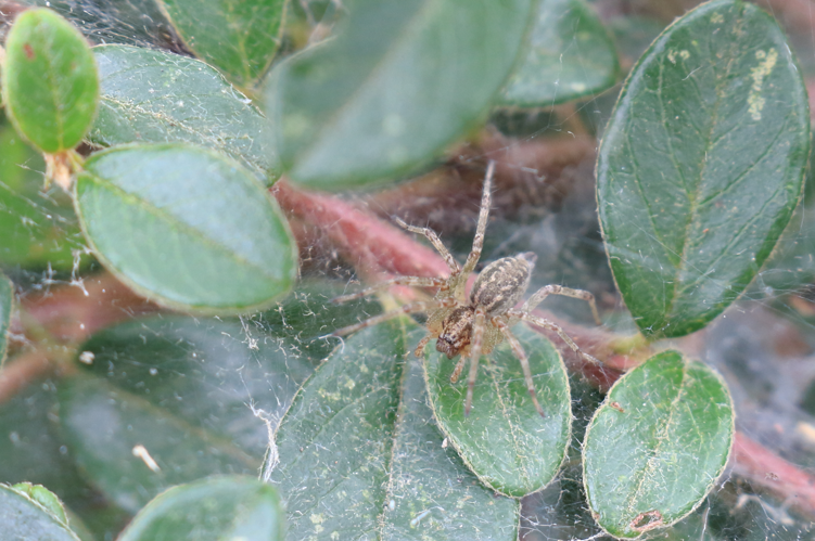 Trichterspinne Allagelena gracilens 1162.jpg &copy; NobbiP