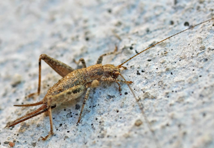 Arachnocephalus vestitus (2005-08-14).jpg &copy; Tados