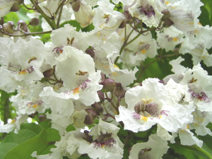 Indian bean tree1.JPG © Commons