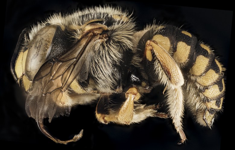 Anthidium loti, M, Side, Greece, Aegean Islands, Lesvos, Mytilene 2015-03-04-11.04.41 ZS PMax (16812974649).jpg &copy; Natuur12