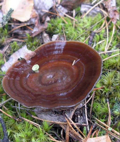 P7074802 Coltricia perennis.JPG &copy; Finavon