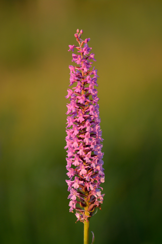 Gymnadenia densiflora - Keila.jpg &copy; Iifar