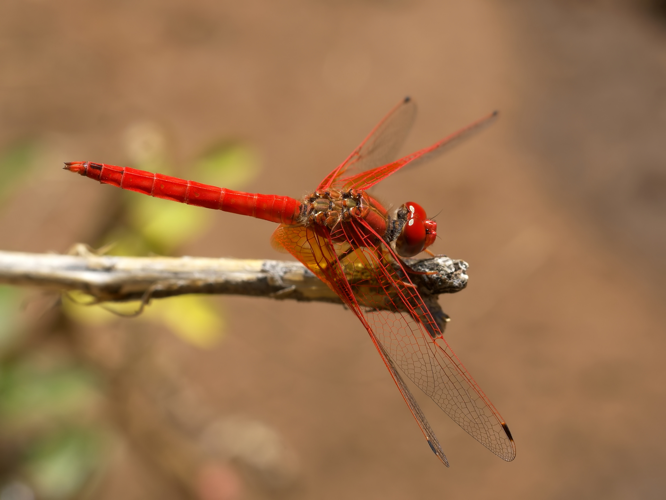 Trithemis kirbyi.jpg &copy; Lycaon