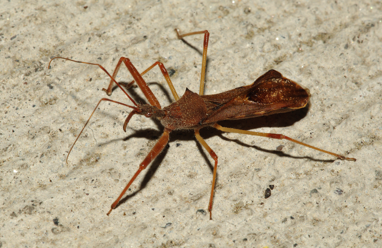 Nagusta goedelii graz 03.jpg &copy; Olei