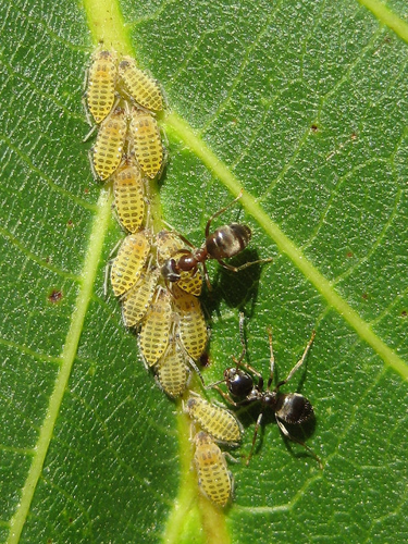 Panaphis juglandis.jpg &copy; Hirvenkürpa