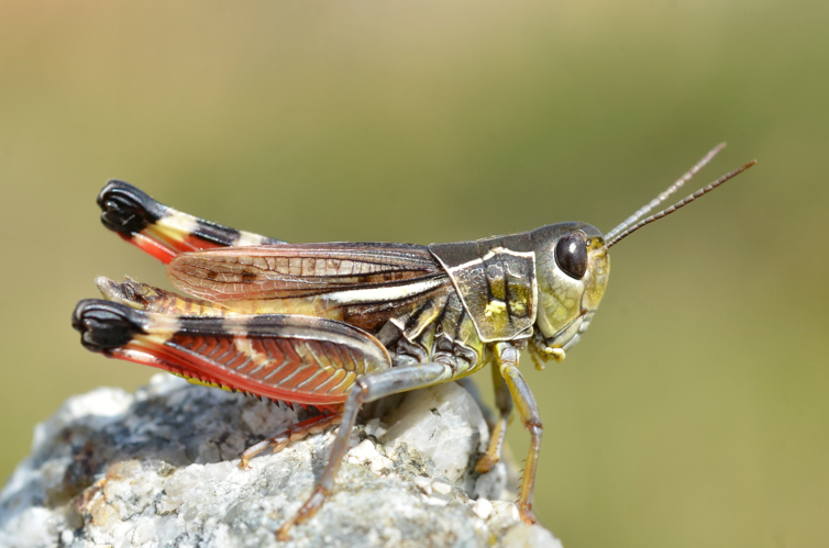 Arcyptera microptera carpentieri male (14847844510).jpg &copy; Josve05a