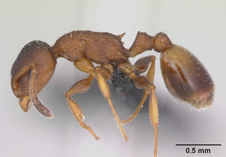 Temnothorax affinis casent0173201 profile 1.jpg &copy; File Upload Bot (AntWeb)