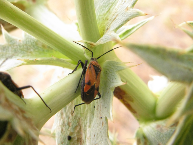 Miridae - Brachycoleus triangularis (18280534049).jpg &copy; Discasto
