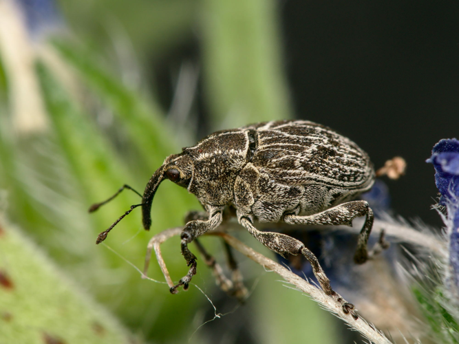 Mogulones geographicus 291434253.jpg &copy; Lodewicus de Honsvels