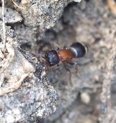 Myrmilla calva 77954836.jpg &copy; Lupe