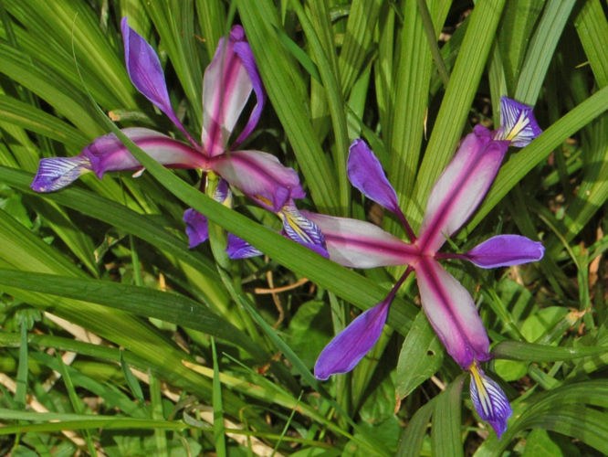 Iridaceae - Iris graminea.JPG &copy; Hectonichus